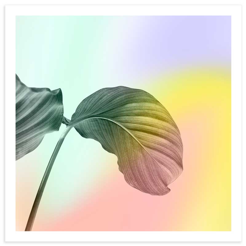 Pastel Rubber Plant Leaves Art Print
